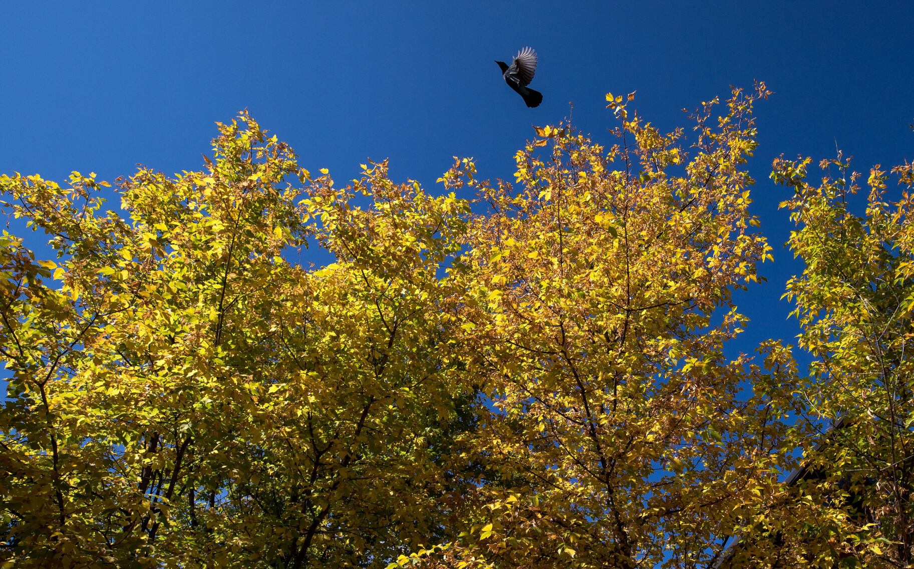 Fall colors